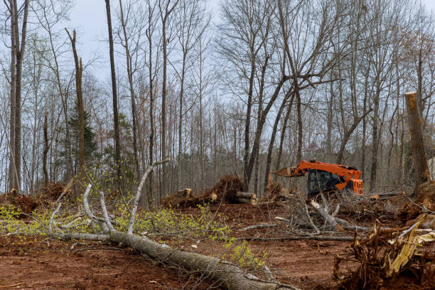 How Our Tree Care Process Works  in  Somers, WI