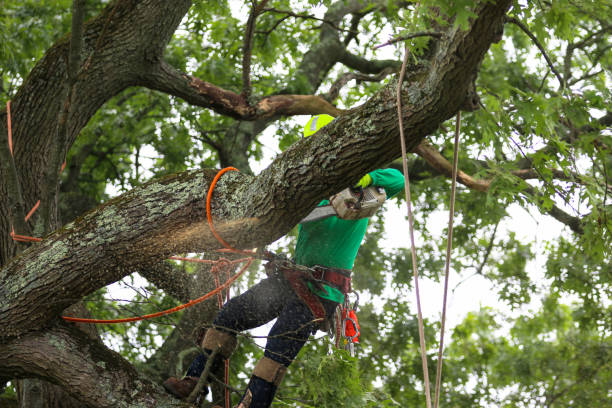 Seasonal Cleanup (Spring/Fall) in Somers, WI