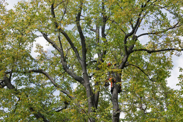 Somers, WI Tree Care Company